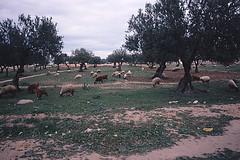 Tunesia - 1985(10)
