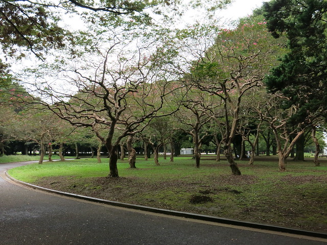 Yoyogi park