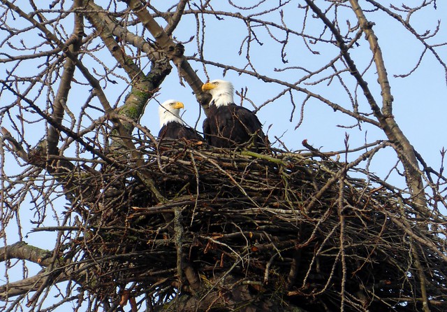 Two Eagles in a Nest
