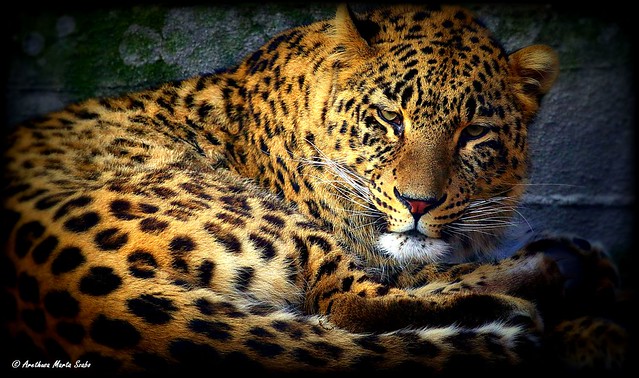 Persian leopard (Panthera pardus tulliana) - perzsa leopárd,  H περσική λεοπάρδαλη