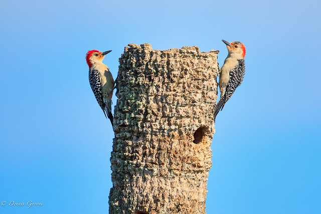 Mom and Pop Red-bellied Woodpecker
