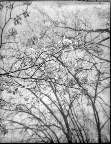 treetops lookingup blossoms branches spring asheville northcarolina ferrania ferraniatanit 127 127film rerapan400 ilfordilfosol3developer blackandwhite monochrome monochromatic film