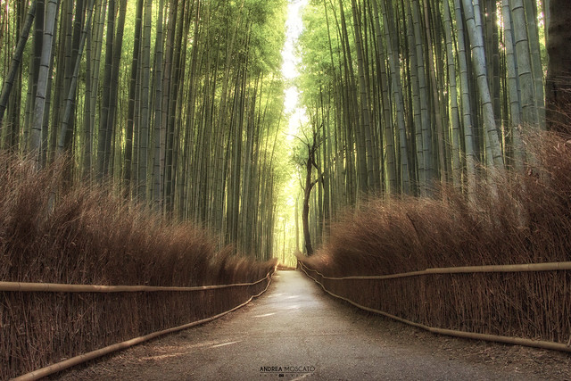 Arashiyama Bamboo Grove - Kyoto (Japan)