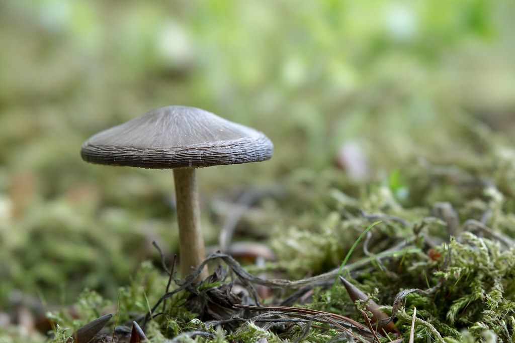 Mushroom - Vagevuurbos - Belgie