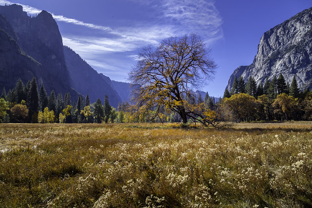 Late afternoon in the meadow. Yosemite National Park, California