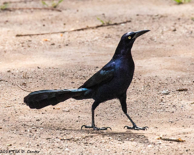 GRACKLE, Great-tailed