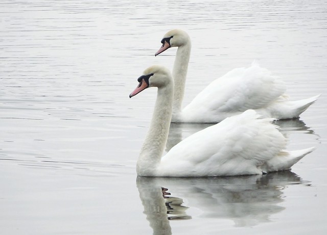 2019-02-21 Swans Fleet Pond, Hampshire ~07