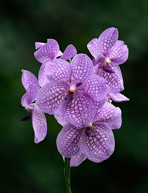 Vanda Orchid, Fairchild Tropical Botanic Garden.