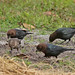 Flickr photo 'Brown-headed Cowbirds (Molothrus ater)' by: Mary Keim.