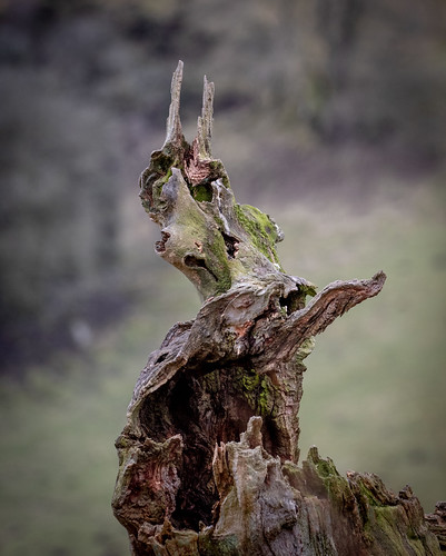 offasdyke treestump clun sculpture