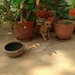 Puppy settling under the plants #dogsofinstagram