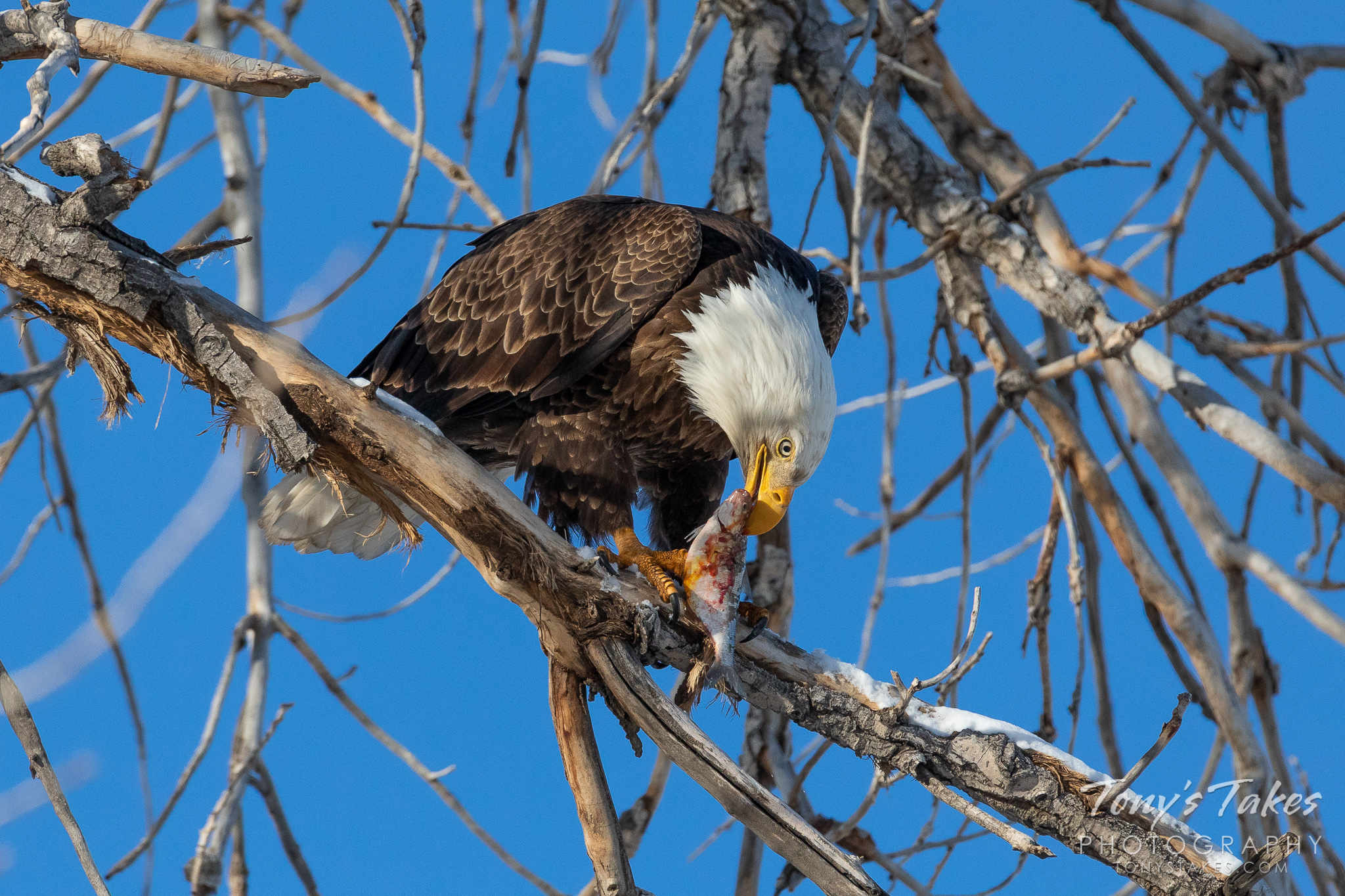 A bald eagle dines on a fish it caught from a pond in Adams County, Colorado. (© Tony’s Takes)