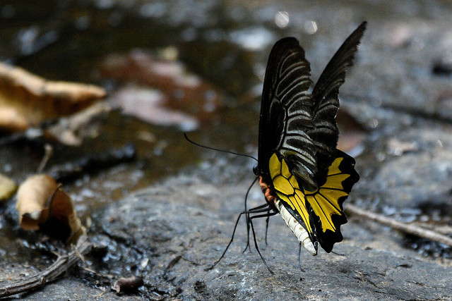 Southern Birdwing, Troides minos, Backwoods Camp, Goa India 2