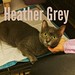 Meet Heather Grey!! She is a 17 month old Russian Blue mix. She is 7 pds, chatty, soft and very affectionate. She is an FIV girl so super sweet and will love you forever for treats. Initially, she was rescued last year in Florida, having been a victim of