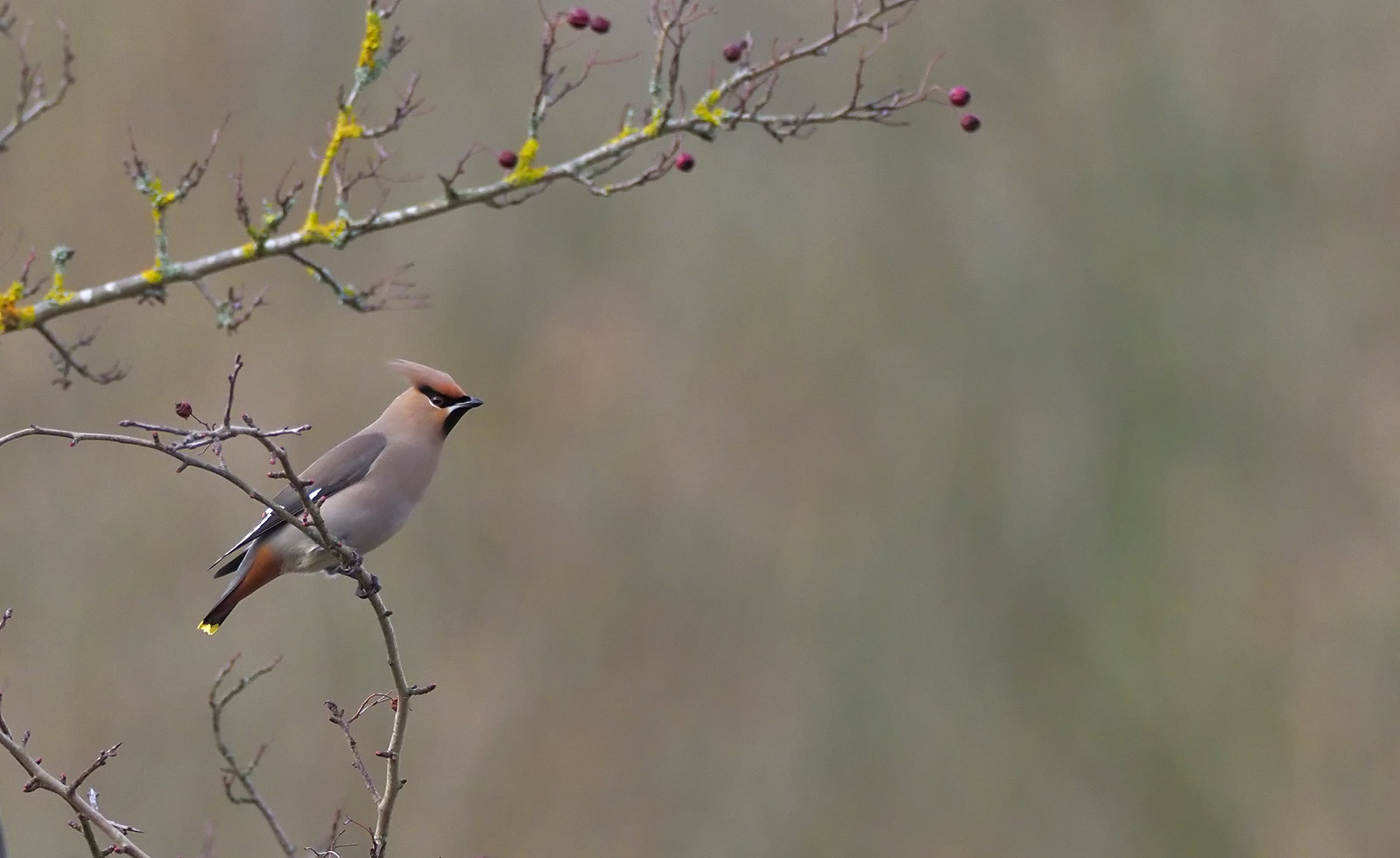 Waxwing - pondering the next tree