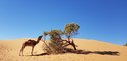dromadaire désert