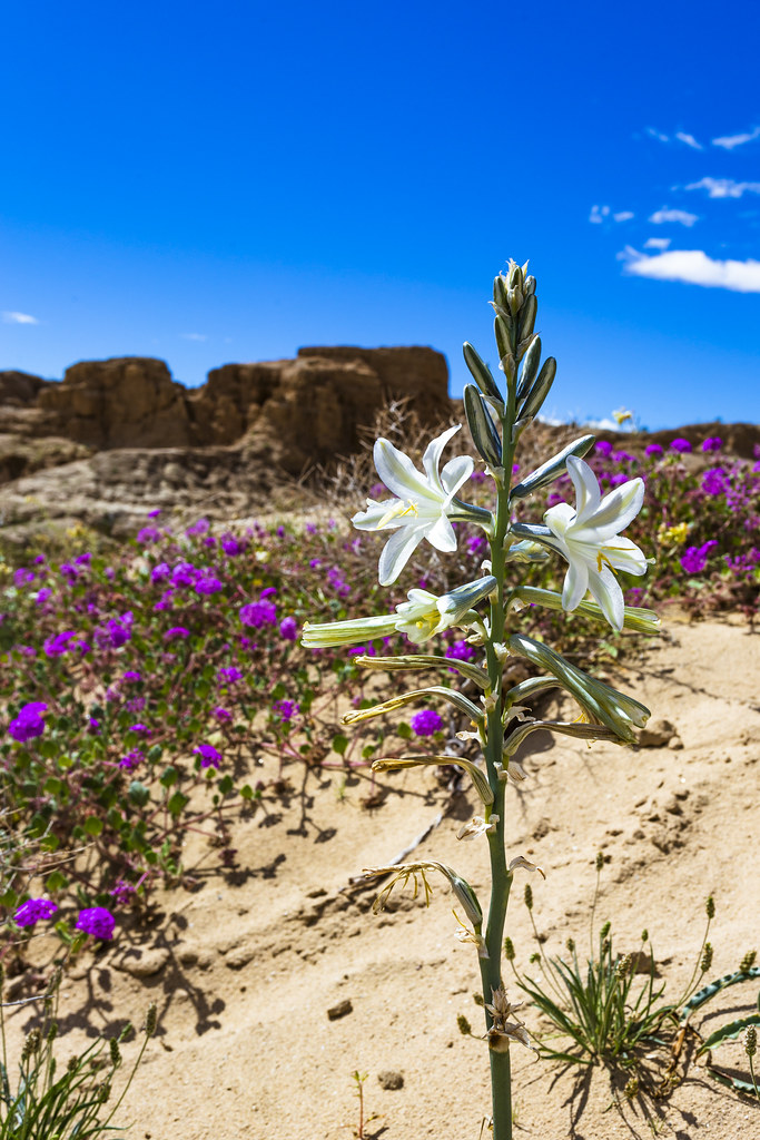 Desert Lily and Miniature Monument Valley