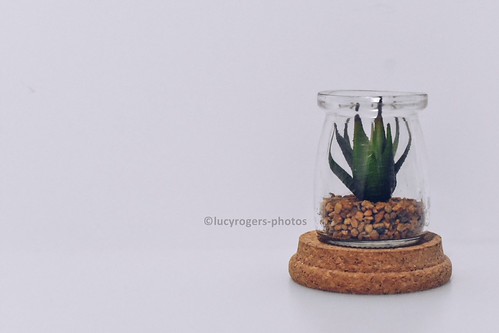 52 Frames. Week 2. | by lucyrogersphotography
