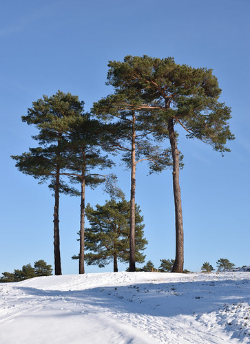 nikon sigma1770 d5600 hindhead surrey england uk nature winter tree countryside