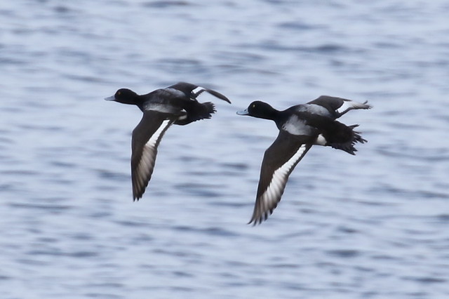 Lesser and Greater Scaup - Portage Inlet, Victoria BC