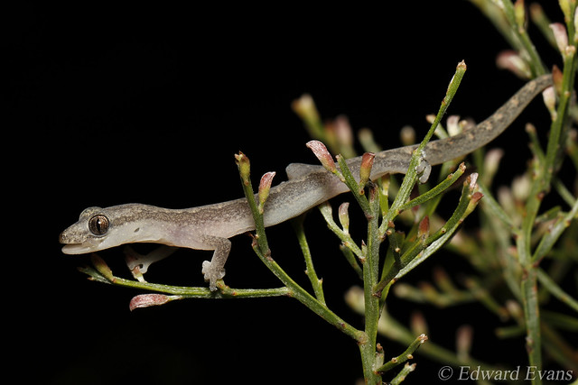 Zigzag velvet gecko (Amalosia rhombifer)