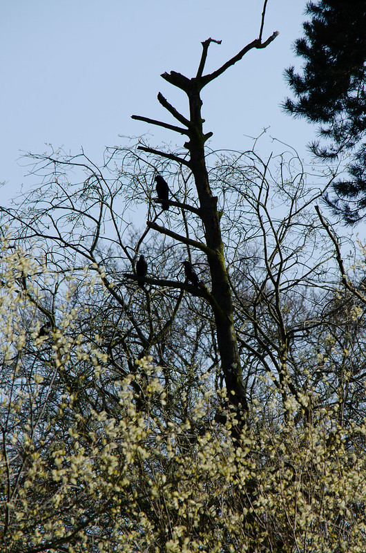 Carrion crows, Pendeford Mill LNR