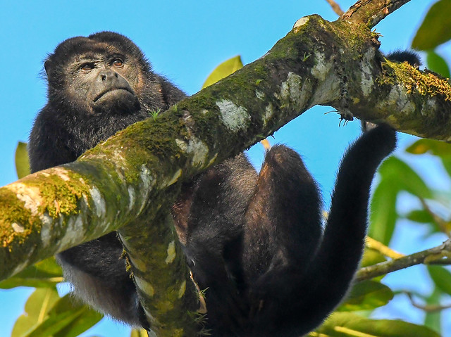 Howler Monkey - Uvita, Costa Rica