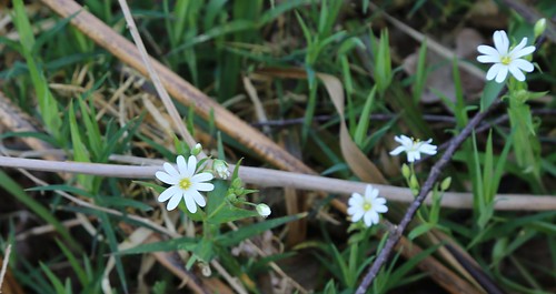 Great Stitchwort - Harrison's Rocks Stellaria holostea