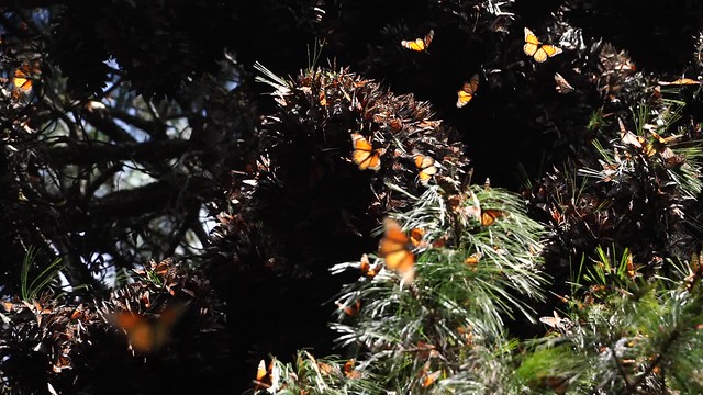 WOOOW  Monarch Butterflies Sanctuary, Temascaltepec