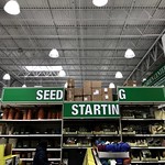 Seed     Startin g 