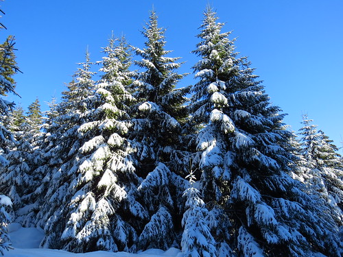 outdoor nature winter wald thuringia thüringen landscape landschaft