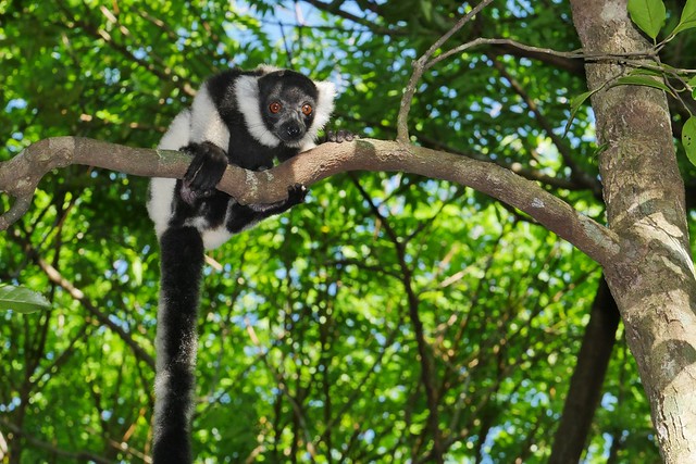 Black and White Ruffed Lemur Youngster