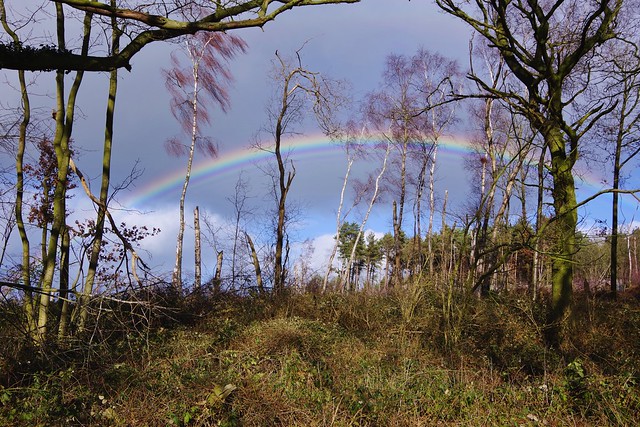 Rainbow in the woods