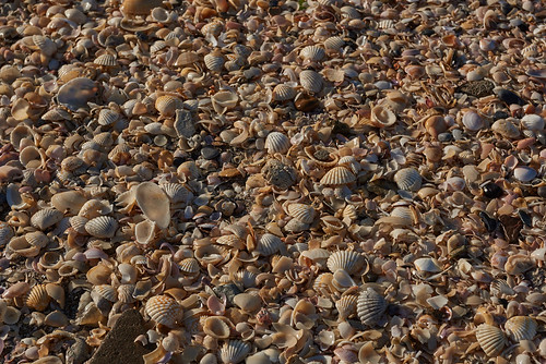 almusanaah oman conchiglie shells