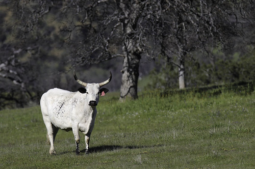 2019 march california spring canon 7d canon7dmarkii country tamronsp150600mmf563divcusda011 glenncounty ranch livestock cattle