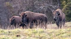 A photo of buffalo