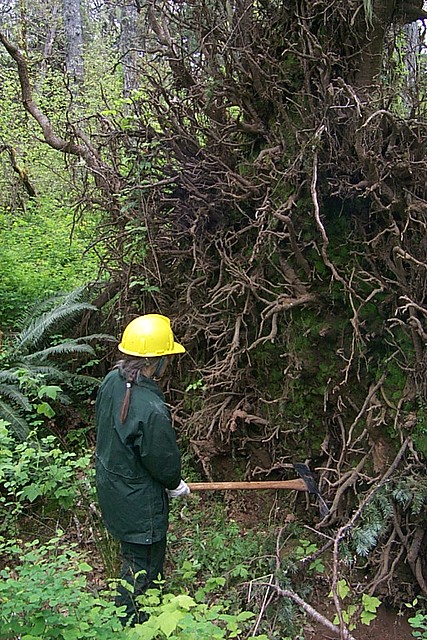 2003. Diane Hildebrand examining a root wad.