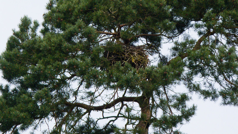 Raven nest, Pendeford Mill LNR