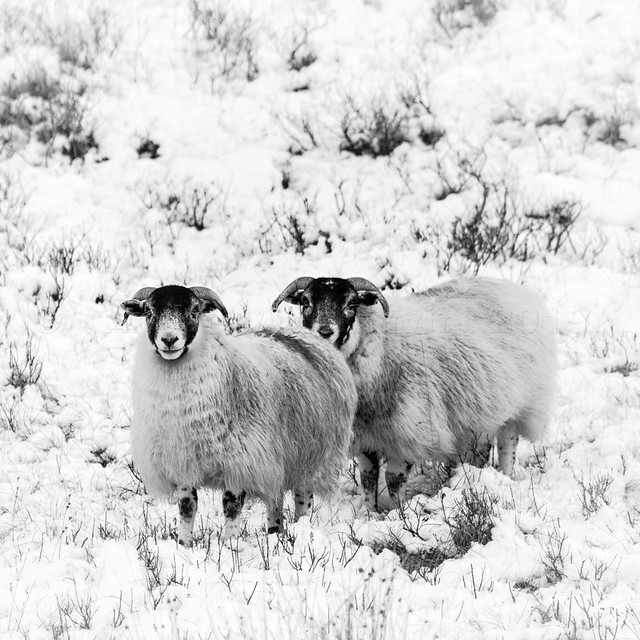 Sheepies in the snow