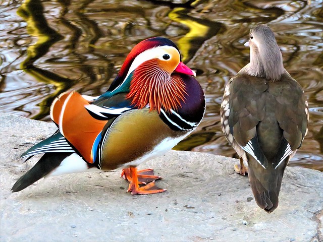 Mr & Mrs Mandarin Duck