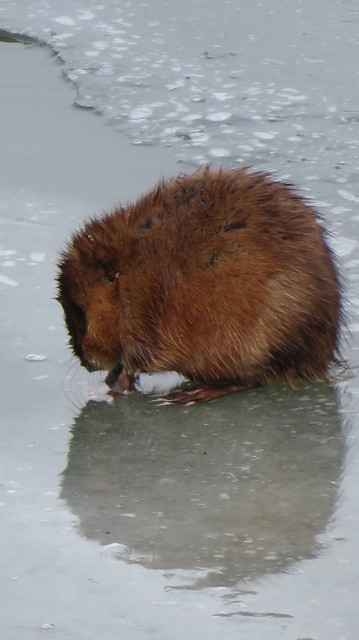 Muskrat on the ice