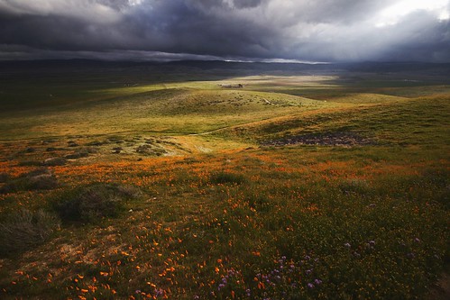 antelopevalleycaliforniapoppyreserve california clouds flowers hills landscape nature spring superbloom travel