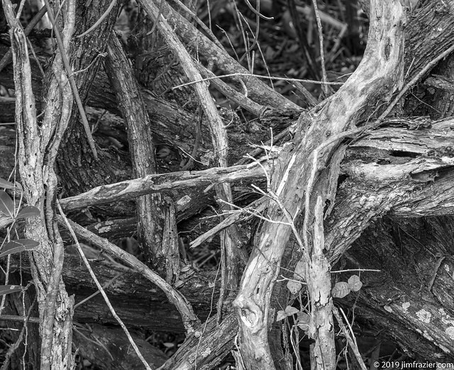 Mangroves in Black and White