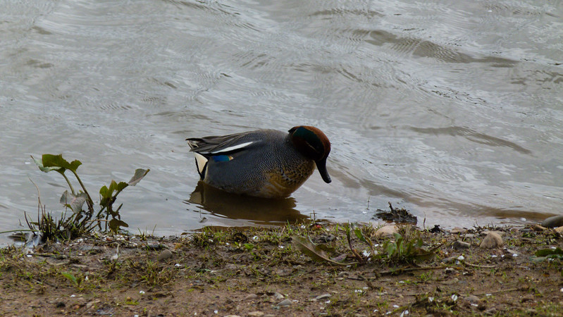 Teal male, RSPB Bowling Green
