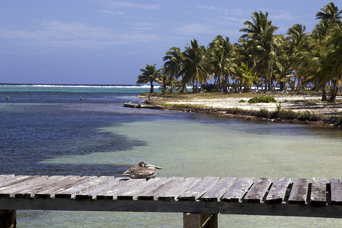 pelican brownpelican lighthousereef halfmooncaye belize palm caribbean caribbeansea tropical landscape seascape earthnaturelife wondersofnature