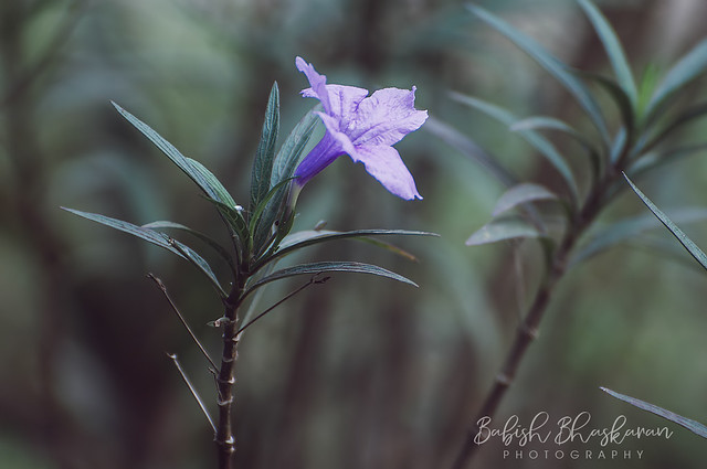 Flower Photos | Mexican Petunia | Purple Showers | Ruellia brittoniana
