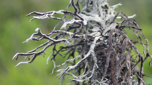 f18woo23 cathrineswamp clermonttract stateforest antlerlichen pseudeverniaconsocians lichen