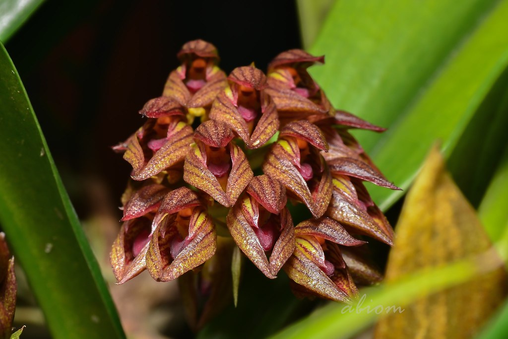 Bulbophyllum singaporeanum