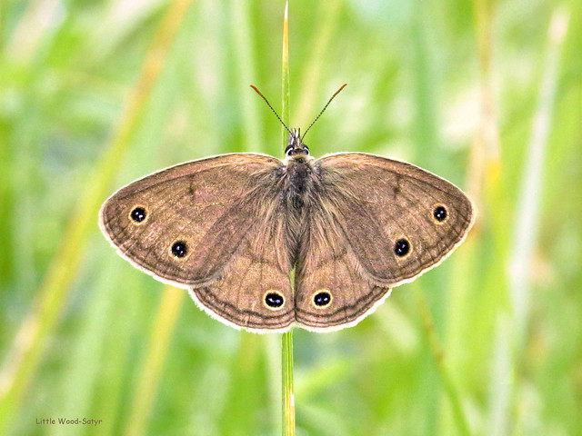 Little Wood-Satyr - Megisto cymela  -  Satyrinae: Brushfooted Butterflies