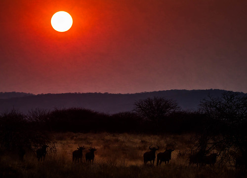 africa sophienhof sunset serene namibia safari silhouette wildlife wildebeest landscape animal kuneneregion na